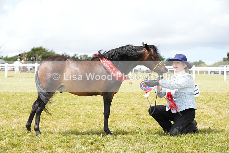 DSC06653 - Miniature Horse Championship