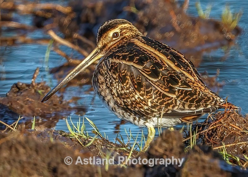 Astland Photography, Bird and Wildlife Images, Susan and Peter Wilson, U.K.