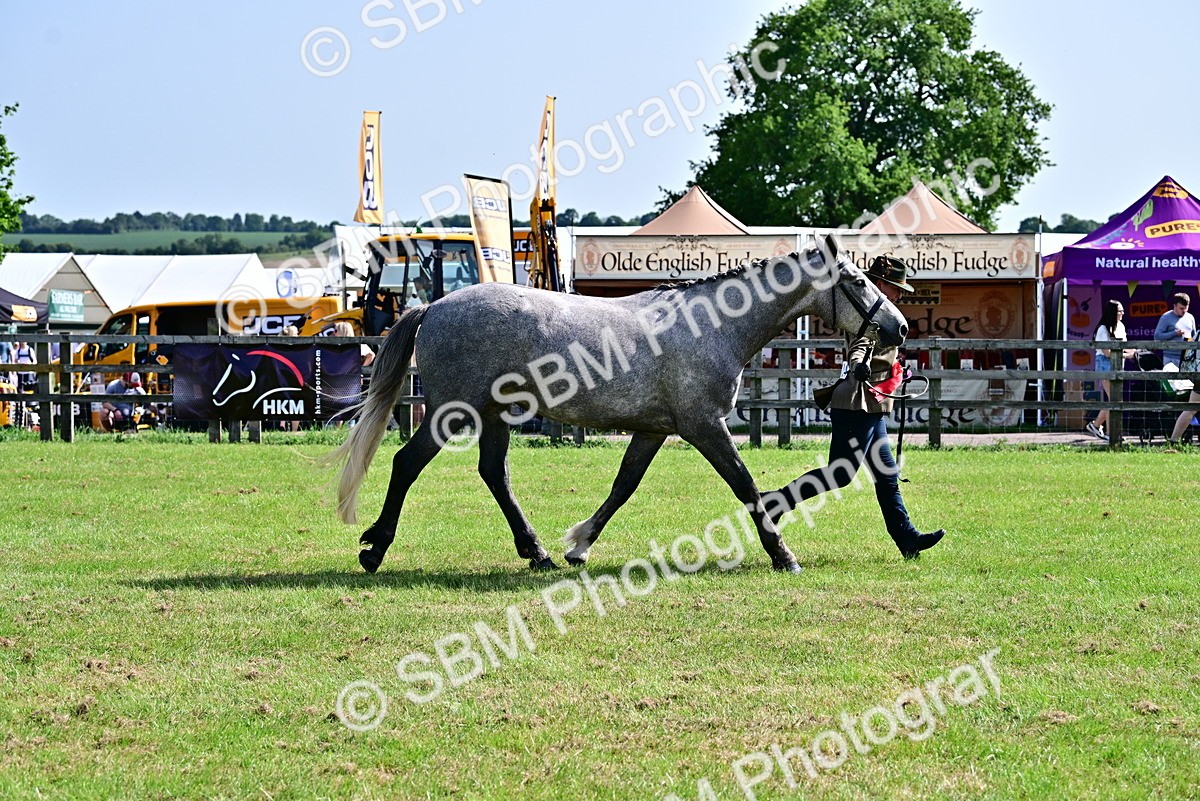 SBM_03368 - Class 50 - 54 Light Horse Breeding