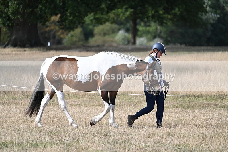 WJ7_8062 - In-hand Championship