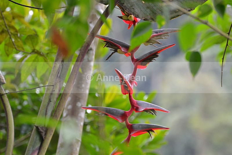 Bird of paradise - Wildlife of Ecuador