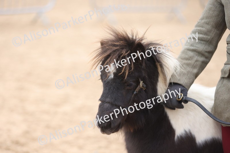 20251109-0177 - Class 9 - Foals