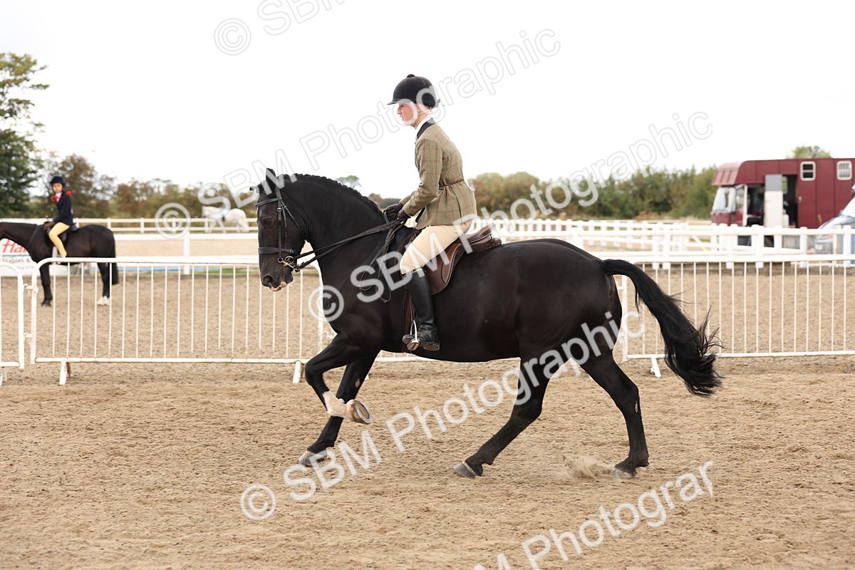 SBM_02911 - Class 53 - Ridden Competition Horse/Pony