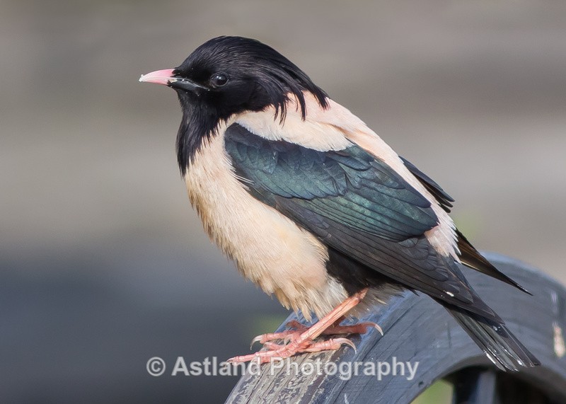 Astland Photography, Bird and Wildlife Images, Susan and Peter Wilson, U.K.