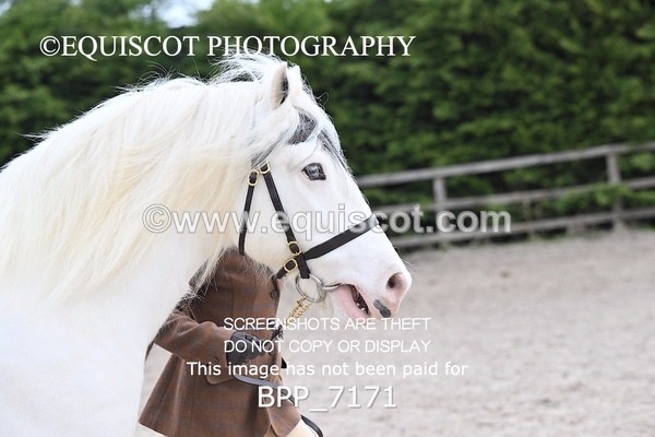 BPP_7171 - RING 1  (RIDDEN HORSES / IN HAND / VETERAN ETC)