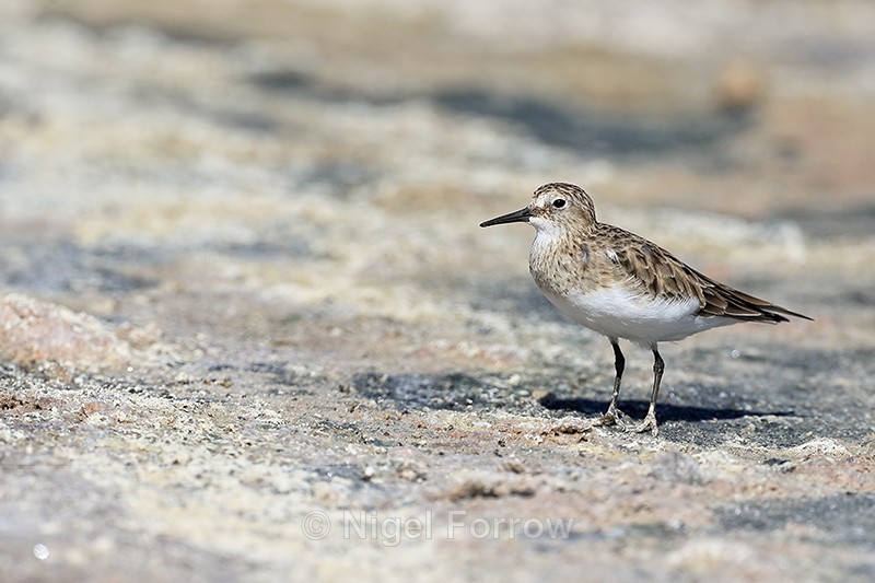 Baird's Sandpiper at Chaxa, Chile - Baird's Sandpiper