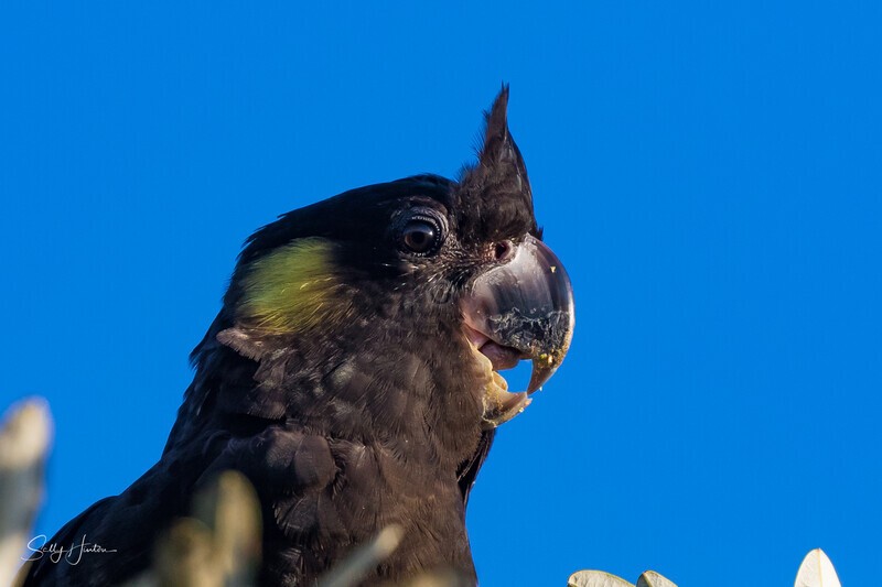 Yellow-tailed Black-cockatoo Female 1 0A3A8010 - Black Cockatoos