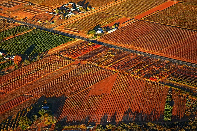 Autumn Vines from a Hot Air Balloon1-3853 - AERIAL PHOTOS