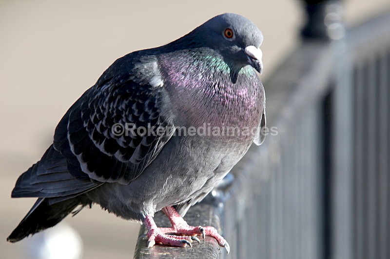  - Wildlife