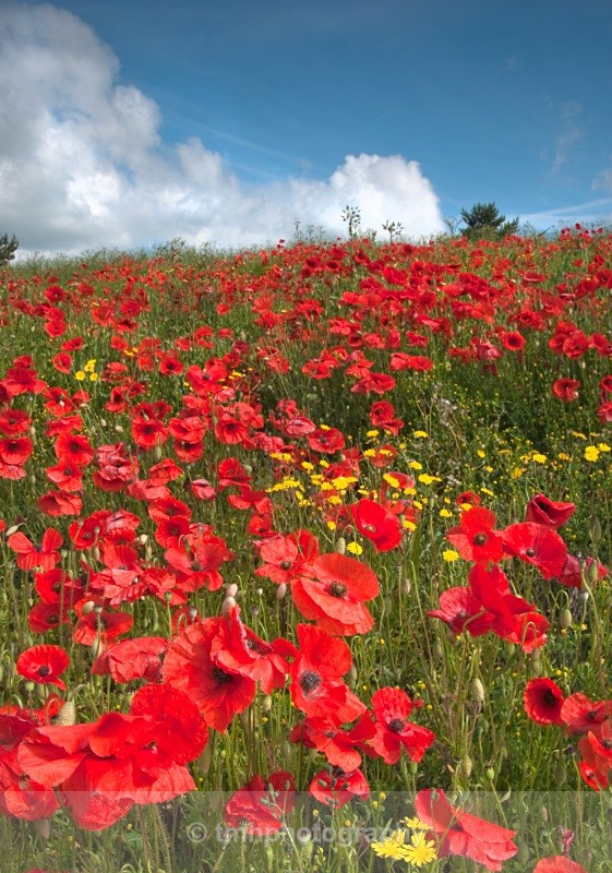 Poppyies and Clouds. - Creative Scenery
