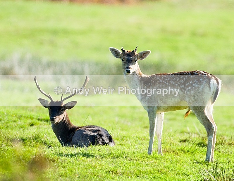 20111015-_MG_7247 - Fallow Deer