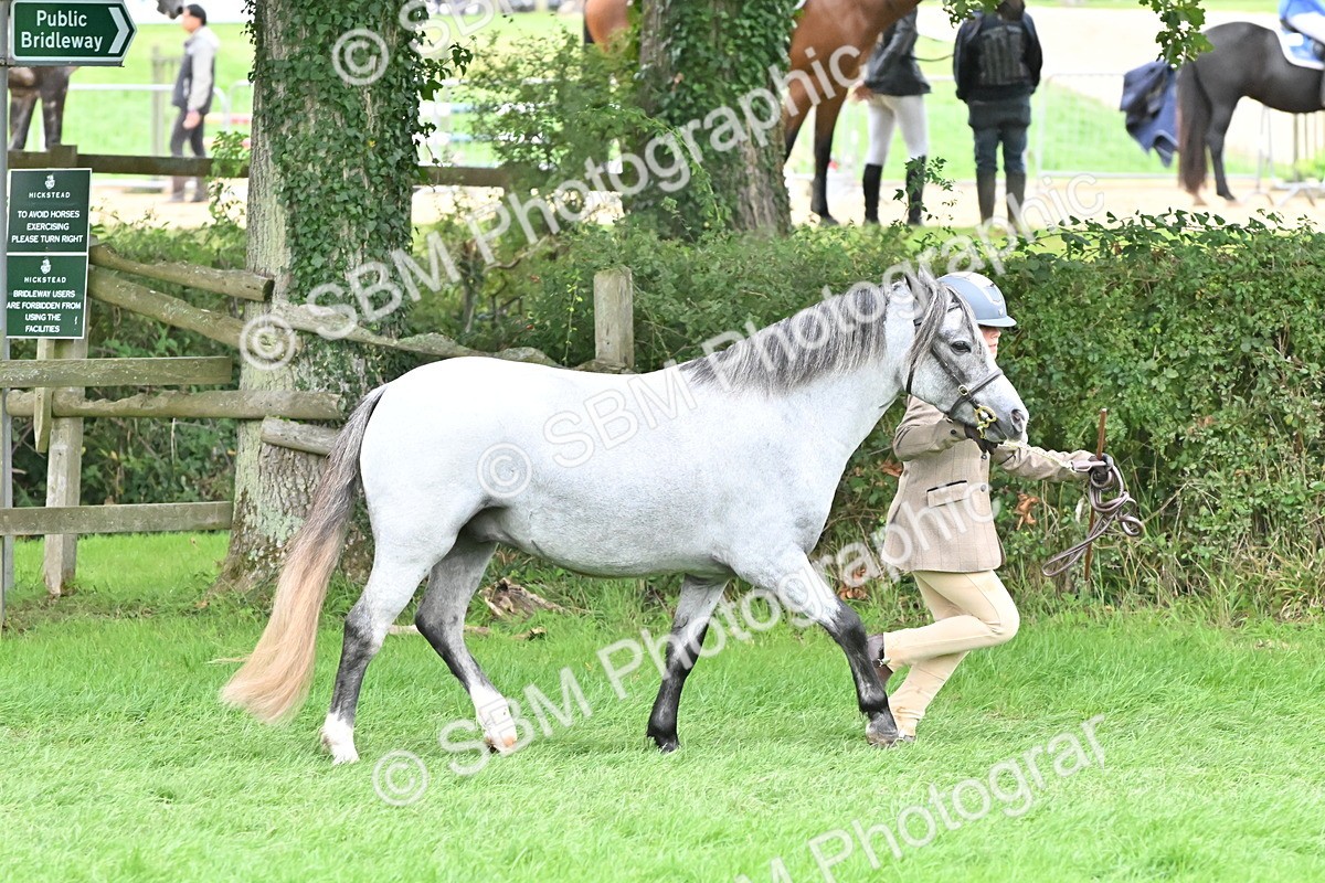 SBM_61032 - S48 - Mountain & Moorland In Hand Small Breeds