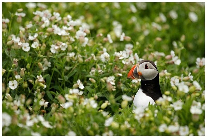 Atlantic Puffin amongst Sea Campion - The British Wildlife Photography Awards 2009 to 2014
