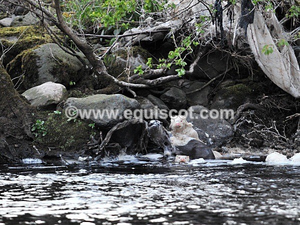 equiscot 2236 - ALBINO OTTERS - SCOTLAND