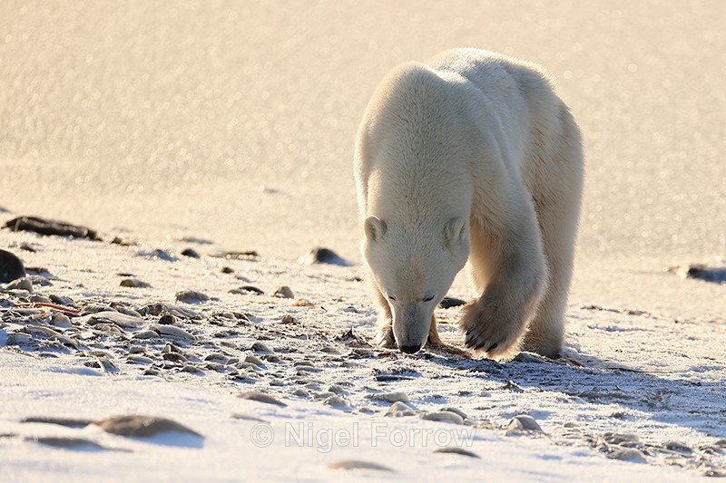 Polar Bear scavenging on beach near sea ice, Churchill, Canada - Polar Bear