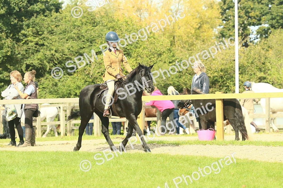 SBM_66504 - S34 - Rehabilitated Rescue Horse & Pony In Hand & Ridden