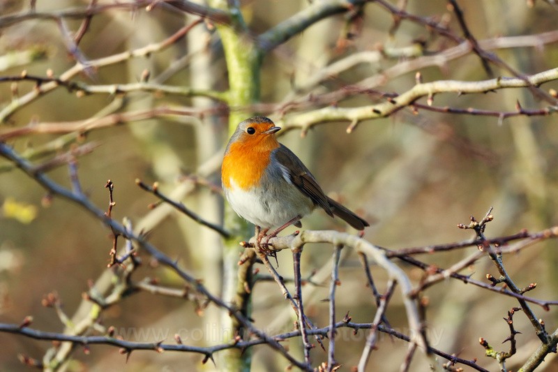 Robin   ref 2937 - macro and nature.
