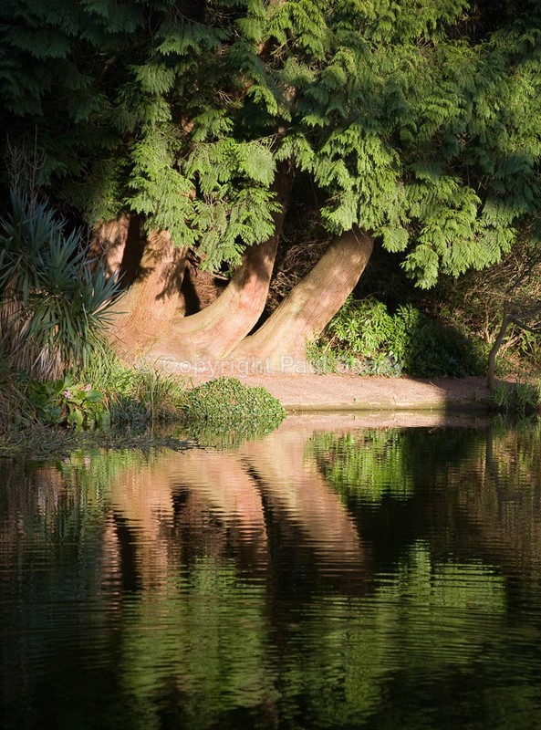 Reflected conifer, Streatham campus, University of Exeter - Seeing the Wood AND the Trees