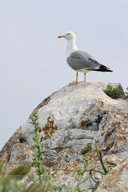 Yellow-legged Gull standing on a rock, Gibraltar - Yellow-legged Gull