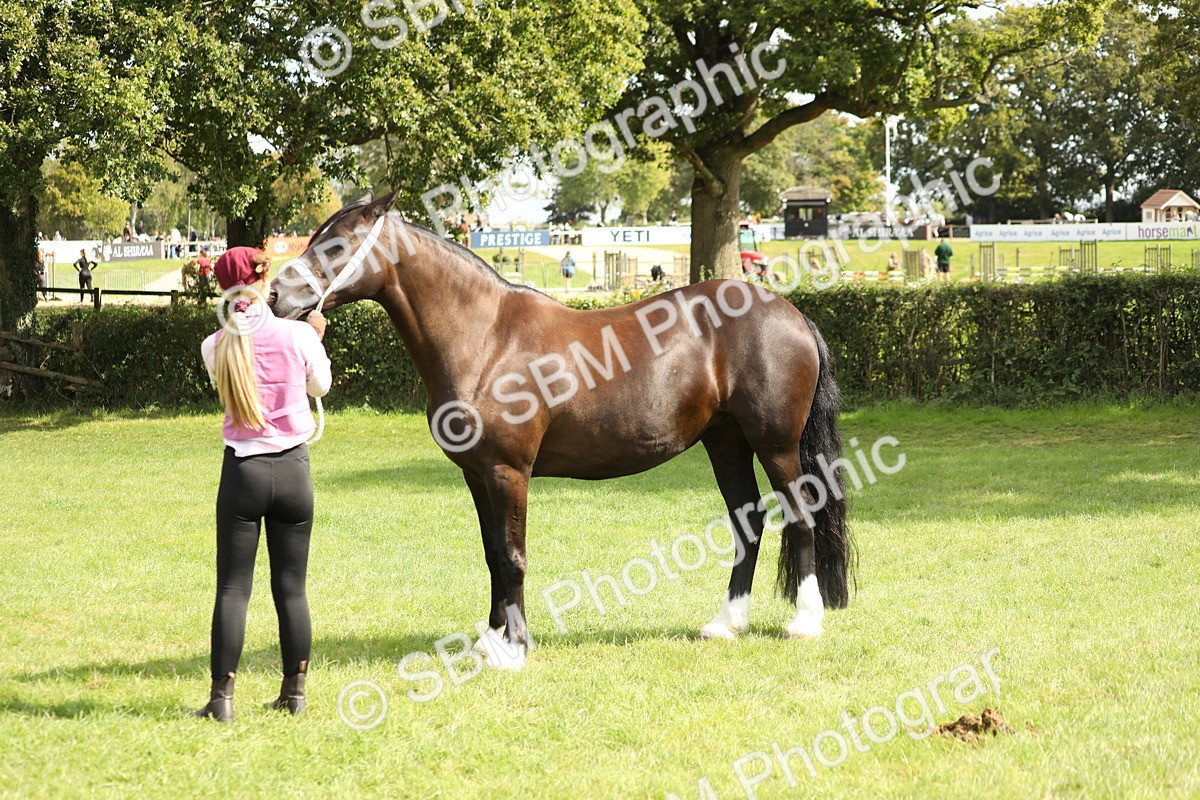 SBM_65451 - S47 - Mountain & Moorland In Hand Large Breeds