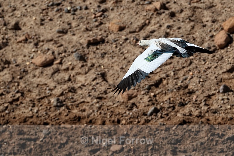 Andean Goose flying showing upperwings, Chile - Andean Goose