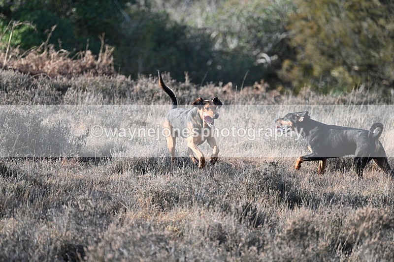 WJ7_7894 - Line 3 (no line 4 or 5)