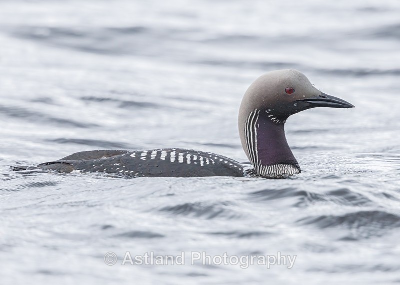 Black-throated Diver - Latest Images