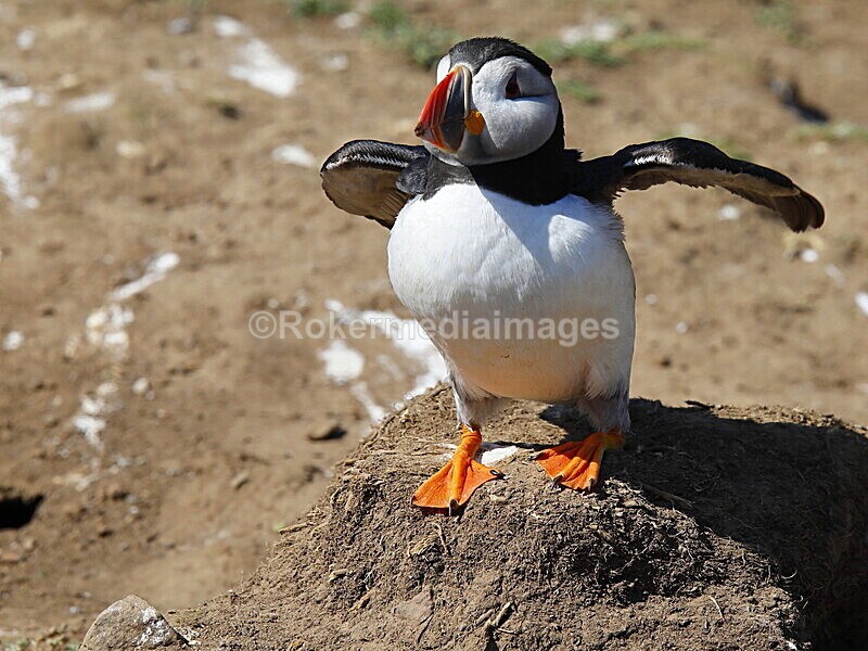 _56A7035 - Skomer 2019