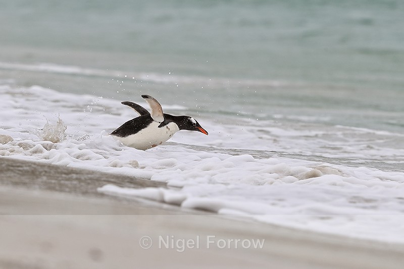 Gentoo Penguin diving into sea, Carcass Island, Falklands - Gentoo Penguin