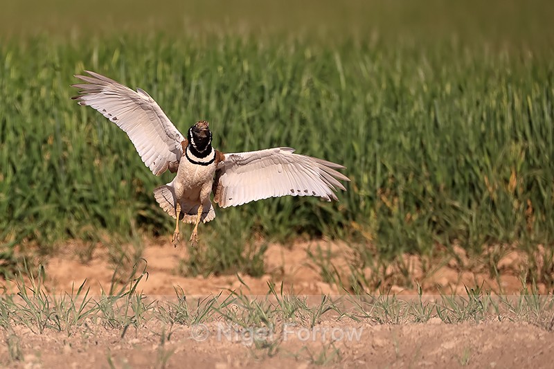 Little Bustard wings spread landing, Montgai, Catalonia, Spain - Little Bustard