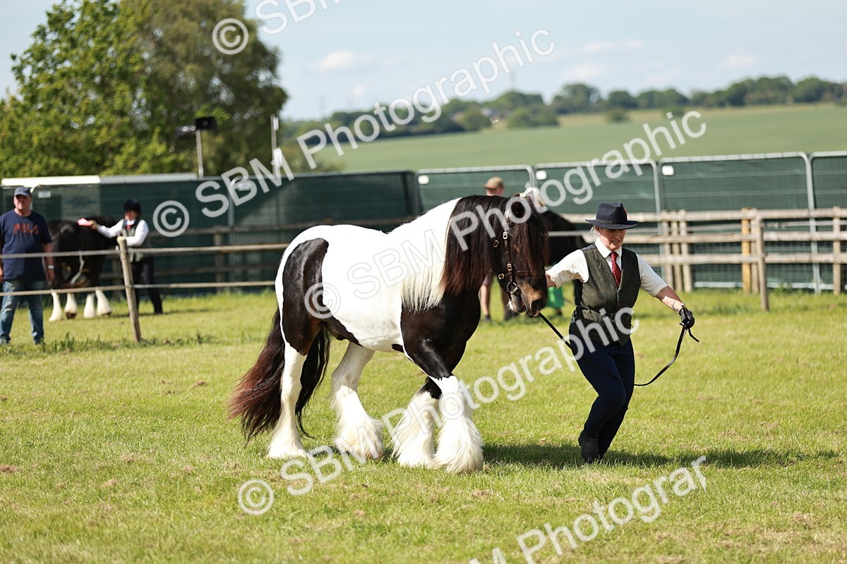 SBM_08809 - Class 63-65 - Traditional Gypsy Cobs In Hand & Ridden