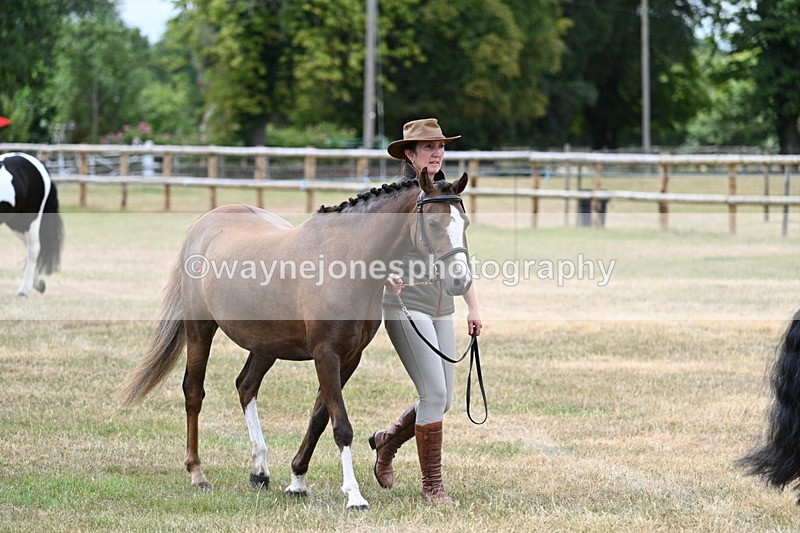 WJ7_1438 - Class 4 Prettiest Mare up to 14.2hh in hand