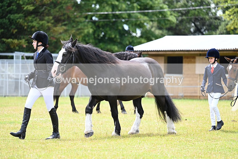 WJ7_6594 - Class 5 Handsome Gelding in hand