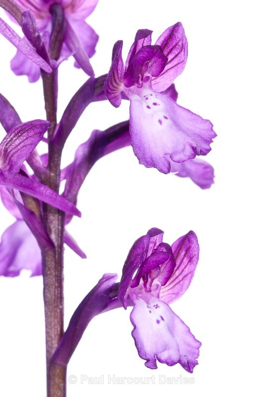  - WB: Orchids - Orchis