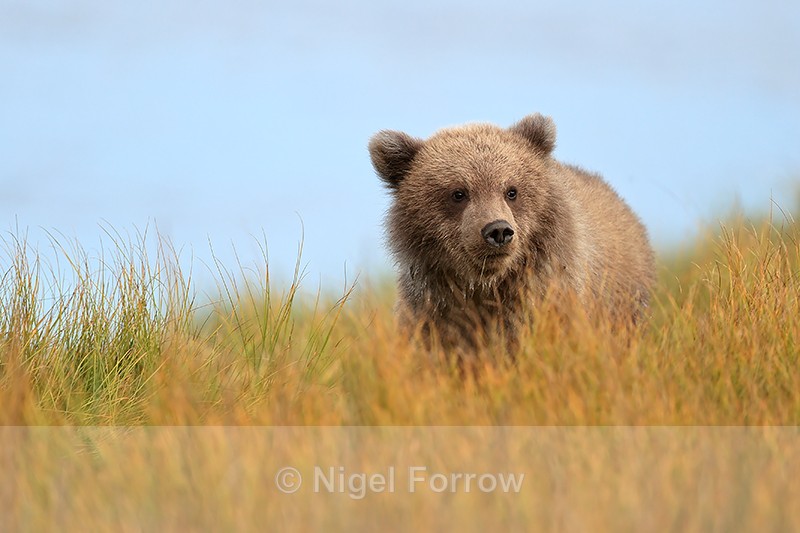 Grizzly Bear cub in yellow grass, Silver Salmon Creek, Alaska - Brown Bear