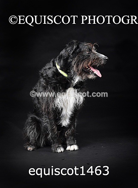 equiscot1463 - RUSSO