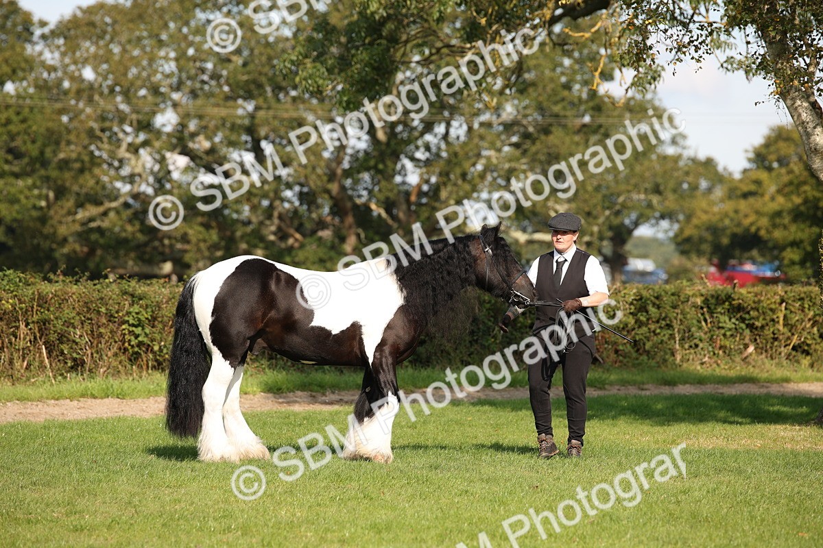 SBM_62200 - S55 - Traditional Cob In Hand