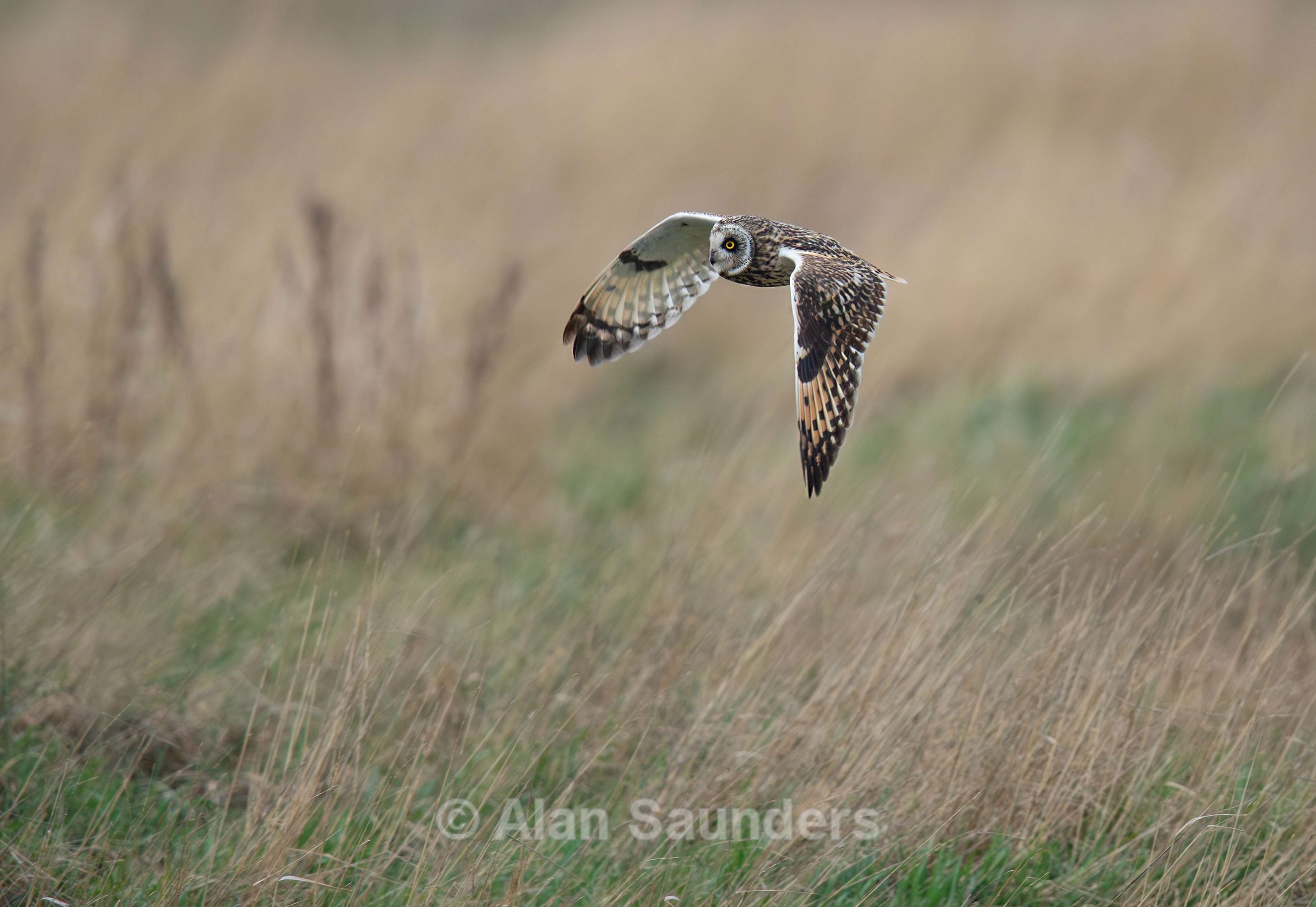 Short Eared Owl