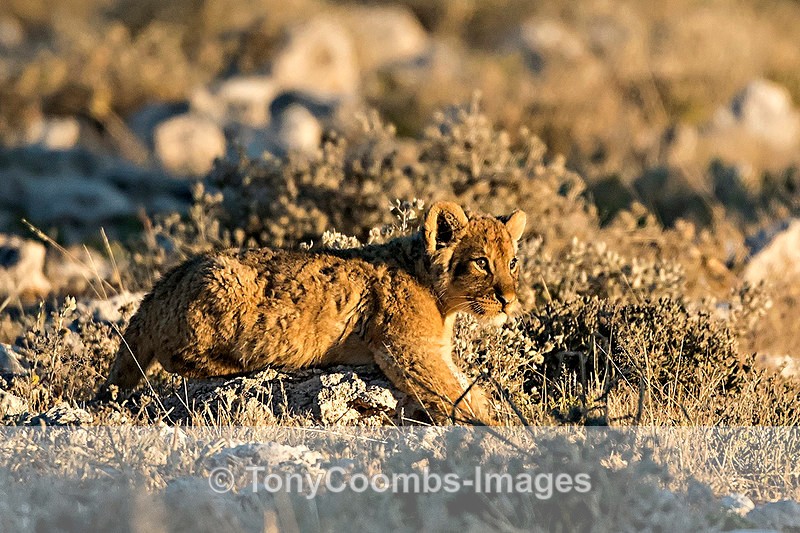 Lion cub - Etosha National Park ~ Mammals