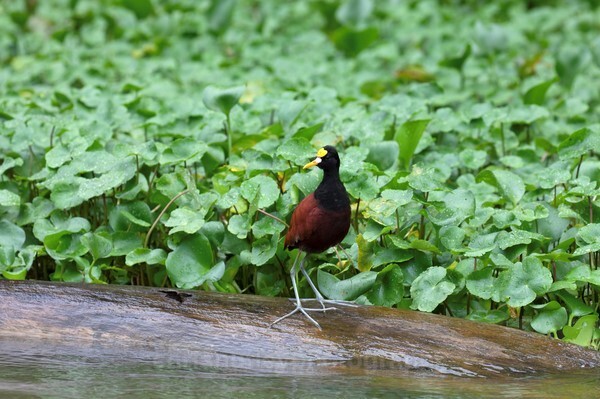  - Birds of Costa Rica and Mauritius