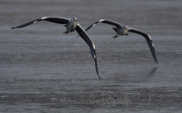 GREY HERON 7 - GREY HERONS