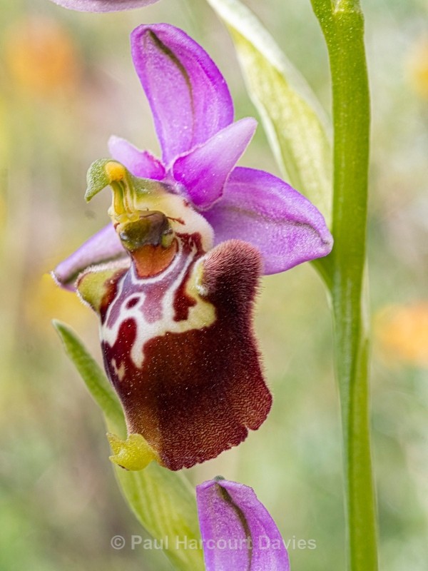 Apulian Ophrys (Ophrys fuciflora ssp apulica  also O. holoserica ssp apulica and O. apulica) - Gargano - Wild Orchids