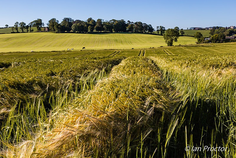 Fields of Barley - County Down - Summer