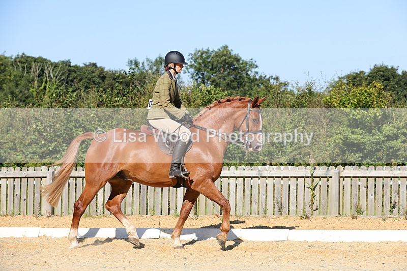 1X9A7708 - Class 9: Open Ridden Hunter