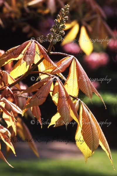 Aesculus x Neglecta 'Erythroblastus' - 4 - Plants