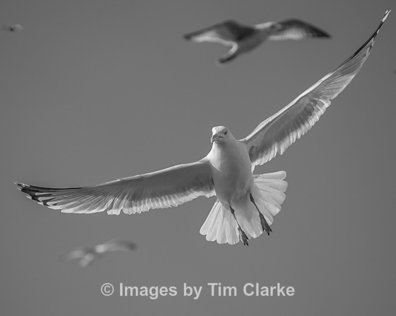 Seagull in flight 2059422 - Wildlife
