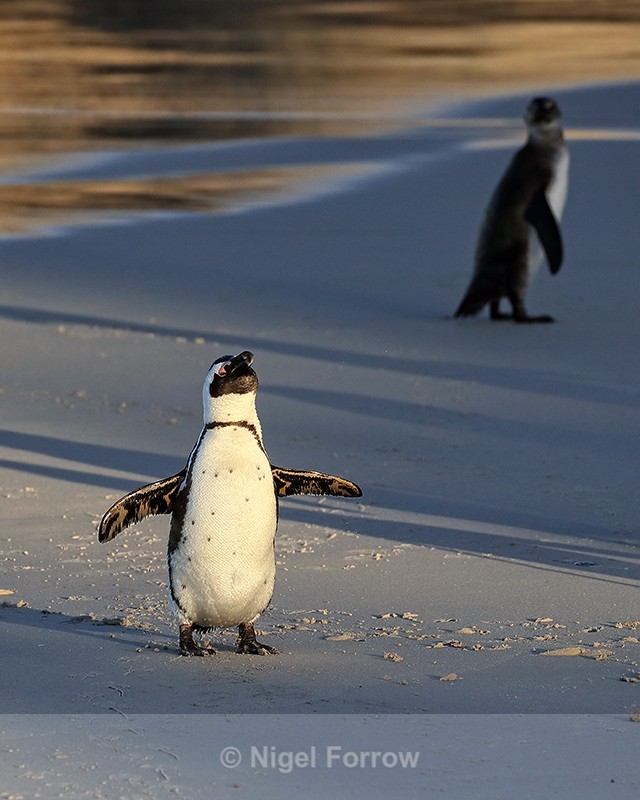 African Penguin (adult) shakes itself, Foxy Beach, South Africa - African Penguin