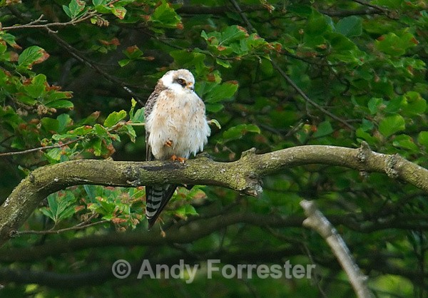 Red footed Falcon - Birds