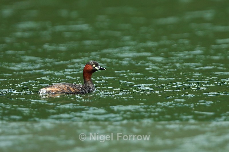 Little Grebe (breeding plumage), Vietnam - Little Grebe