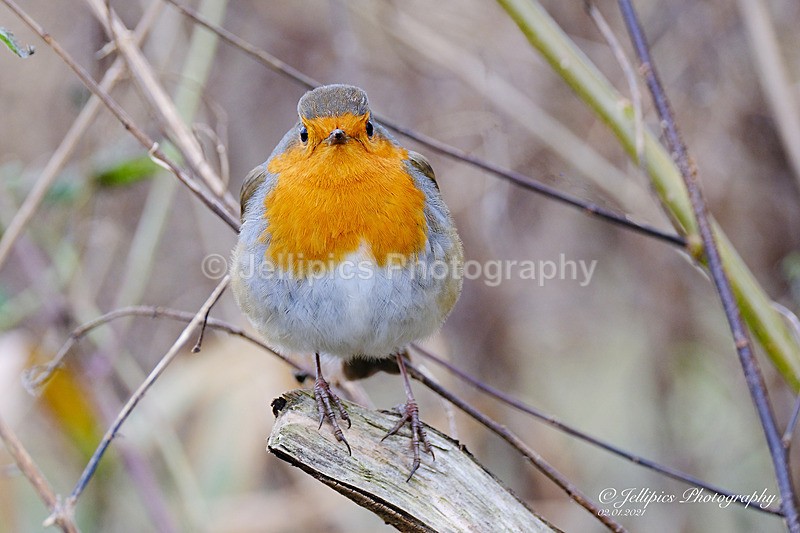  - Wildlife and Nature